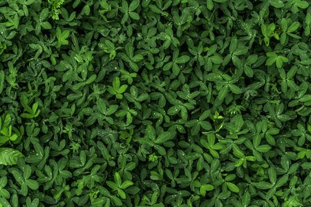 Abstract natural background of green bright leaves.の写真素材
