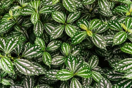 Abstract natural background of green bright leaves.の写真素材