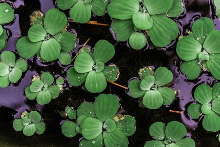 Abstract natural background of green bright leaves.の写真素材
