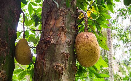 Graviola exotic fruit growing on a tree in a tropical jungle.の写真素材