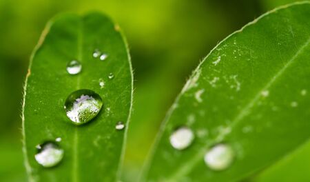 Colorful macro photo of water rain drops on a plant with green leavesの写真素材