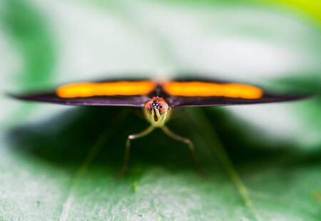 Close up macro photography of a colorful butterfly sitting on a green leaf.の写真素材