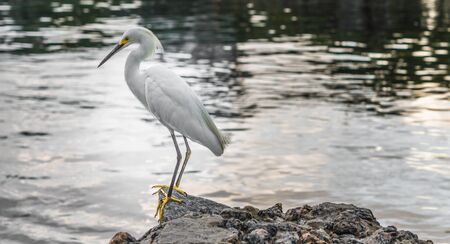 Close up of an egret heron bird near the water.の写真素材