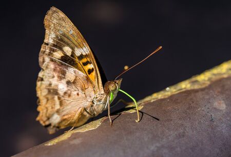Close up macro photography of a colorful butterfly.の写真素材