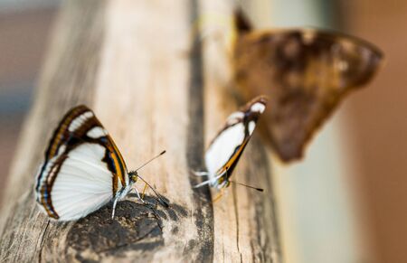 Close up macro photography of a colorful butterfly.の写真素材
