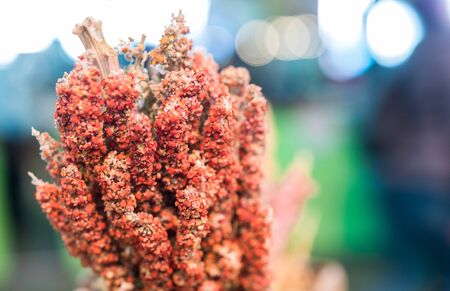 Plant of quinoa seed grain on display at a street food market fair festival.の写真素材