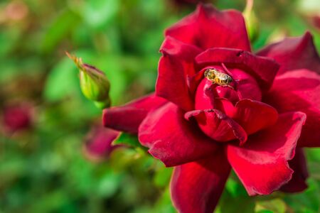 Macro photo of a red flower and a bee pollinating it in the park on a sunny dayの写真素材