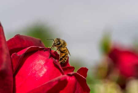 Macro photo of a red flower and a bee pollinating it in the park on a sunny day.