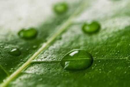 Macro photography of water drops on green leaf. Ecology and environment concept