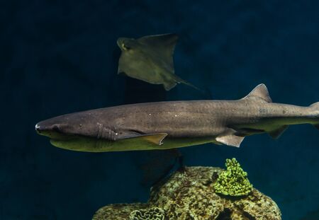 Close up photo of exotic wildlife underwater shark in sea and ocean worldの写真素材