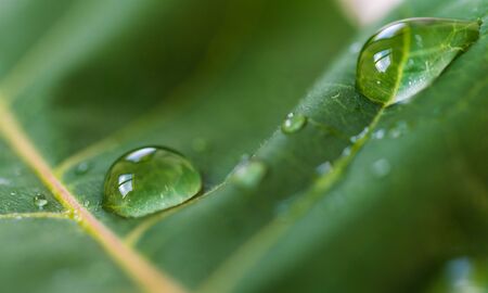 Macro photography of water drops on green leaf. Ecology and environment conceptの写真素材