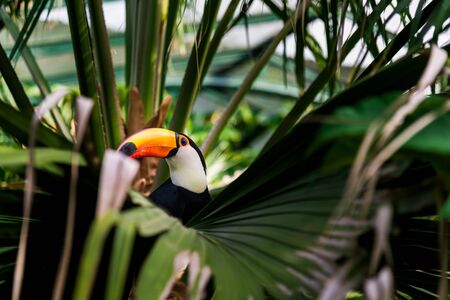 Toucan tropical bird in natural wildlife environment in rainforest jungle.の写真素材