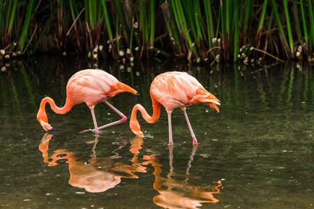 Close up of a flamingo exotic tropical rare bird in its natural environment.の写真素材