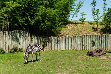 Wildlife animal photo of a zebra eating grass in natural environmentの写真素材