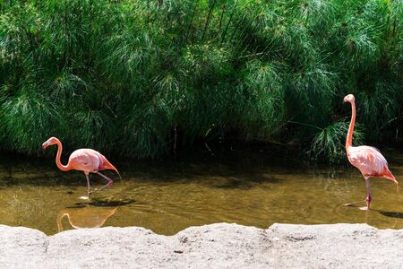 Close up of a flamingo exotic tropical rare bird in its natural environment.の写真素材