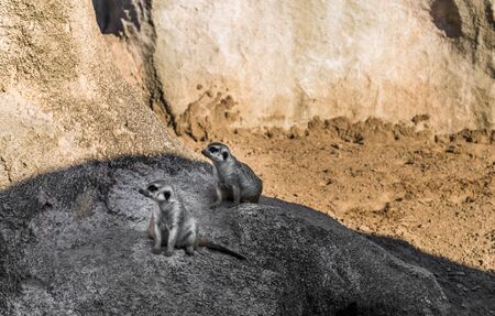 Meerkat suricate wildlife animal looking sideways in its natural environmentの写真素材