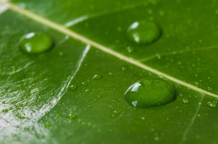 Macro photography of water drops on green leaf. Ecology and environment concept
