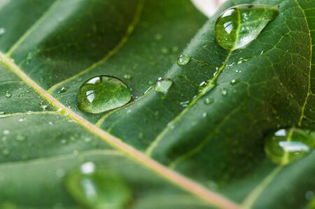 Macro photography of water drops on green leaf. Ecology and environment conceptの写真素材