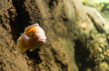 Close up photo of exotic colorful fish in sea and ocean worldの写真素材
