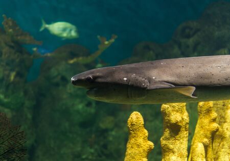 Close up photo of exotic wildlife underwater shark in sea and ocean worldの写真素材
