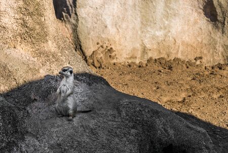 Meerkat suricate wildlife animal looking sideways in its natural environmentの写真素材