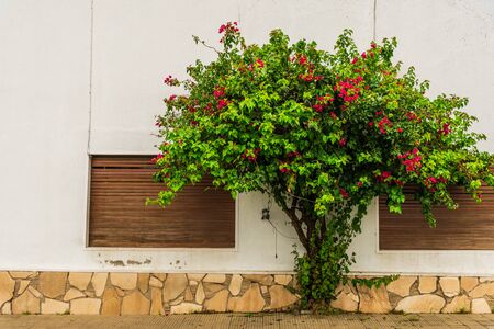 Background of an old city town street with colorful houses, windows, and tree.の写真素材