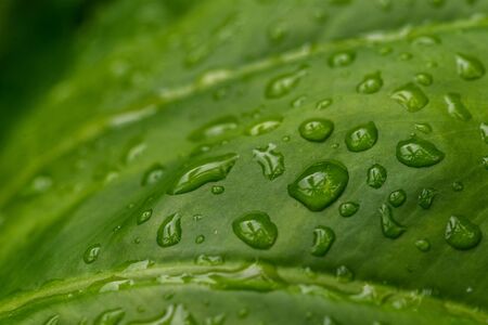 Colorful nature macro photography of water drops on a green leaf.の写真素材