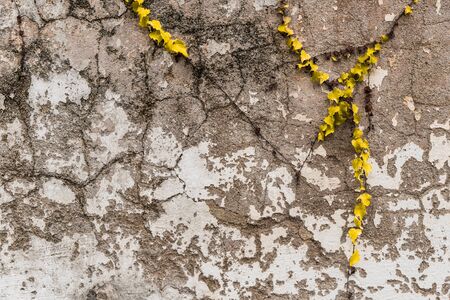 Natural floral abstract background of old wall with yellow plant and copyspaceの写真素材