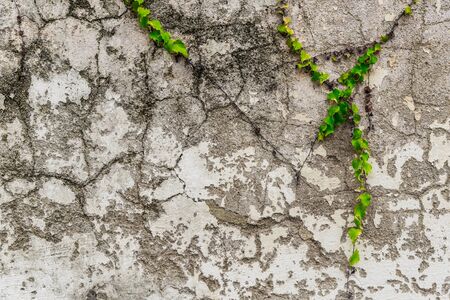 Natural floral abstract background of old wall with green plant and copyspaceの写真素材