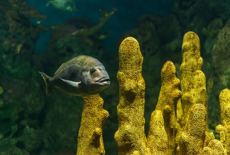 Close up photo of exotic colorful fish in sea and ocean worldの写真素材