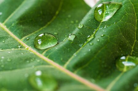 Macro photography of water drops on green leaf. Ecology and environment concept.の写真素材