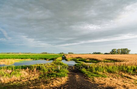 Wide angle view of yellow corn and soybean soy crop fields with green trees.の写真素材