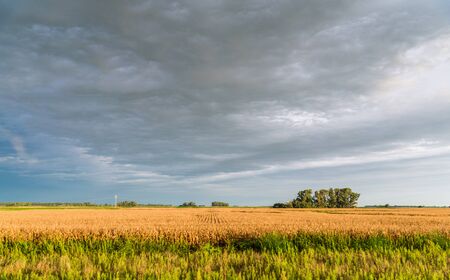 Wide angle view of yellow corn and soybean soy crop fields with green treesの写真素材