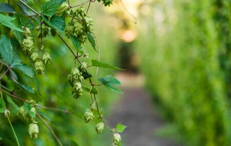 Hop plant fruits growing on the field of a beer brewing house