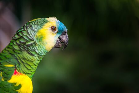 Close up of colorful macaw ara parrot in the jungle forest on a sunny dayの写真素材