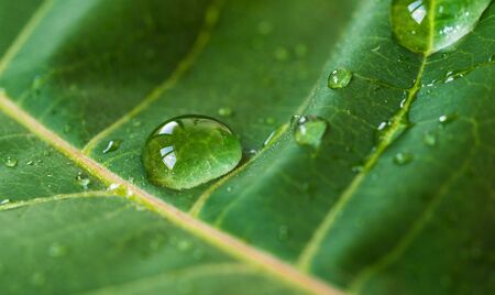 Macro photography of water drops on green leaf. Ecology and environment conceptの写真素材