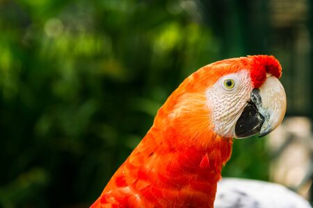 Close up of colorful macaw ara parrot in the jungle forest on a sunny dayの写真素材