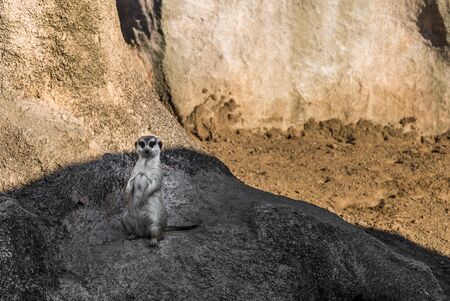Meerkat suricate wildlife animal looking sideways in its natural environmentの写真素材