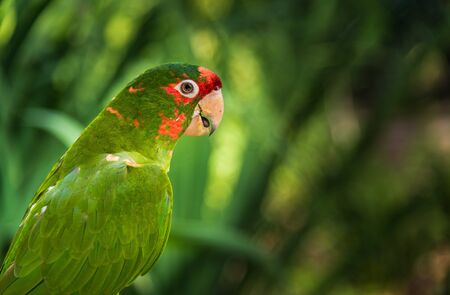 Close up of colorful macaw ara parrot in the jungle forest on a sunny dayの写真素材