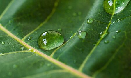 Macro photography of water drops on green leaf. Ecology and environment conceptの写真素材