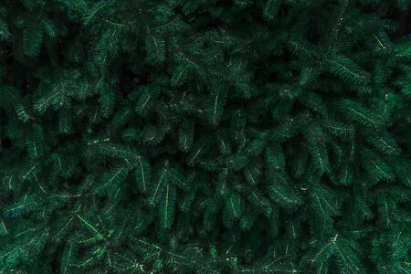 Natural floral background of green pine tree leaves.の写真素材