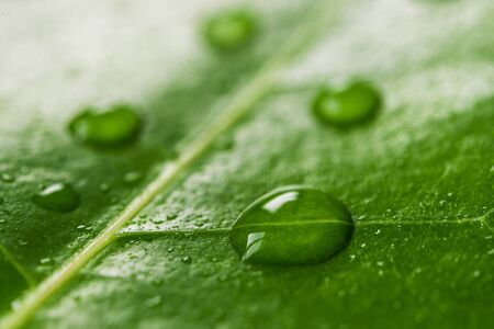 Macro photography of water drops on green leaf. Ecology and environment conceptの写真素材