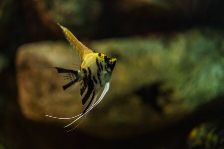 Close up photo of exotic colorful fish in sea and ocean worldの写真素材