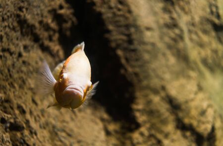 Close up photo of exotic colorful fish in sea and ocean worldの写真素材