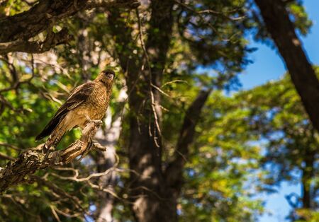 Falcon sitting on a tree branch in its natural environmentの写真素材