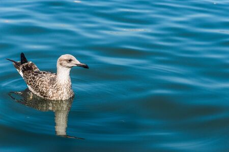 A duck swimming in the blue sea water.の写真素材