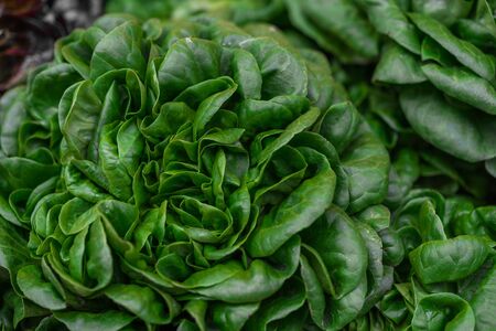 Close up food photo of organic spinach at the farmers market stall.の写真素材
