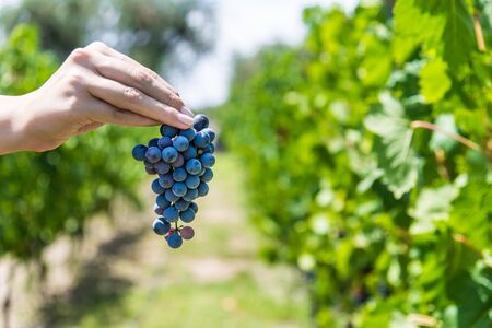 A young woman holding a bunch of red wine grapes in a vineyard.の写真素材