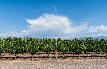 Vine plants in a vineyard in Mendoza on a sunny day with blue sky.の写真素材