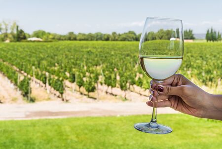 A young woman holding a glass of white wine against the background of vineyard.の写真素材